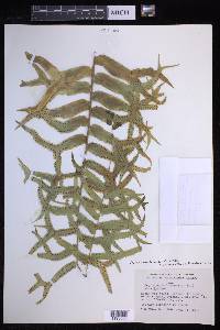 Nephrolepis falcata image