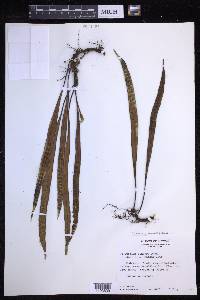 Lepisorus thunbergianus image