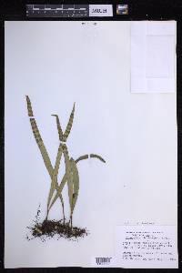 Lepisorus thunbergianus image