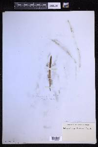 Lepisorus thunbergianus image