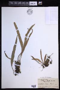 Lepisorus thunbergianus image