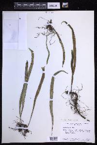 Lepisorus thunbergianus image