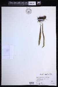 Lepisorus thunbergianus image