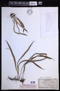 Lepisorus thunbergianus image