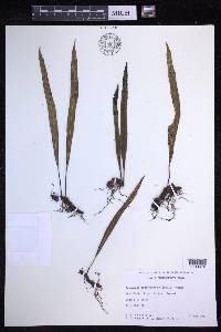 Lepisorus thunbergianus image