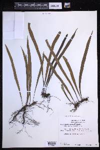 Lepisorus thunbergianus image