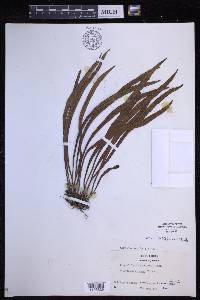 Lepisorus thunbergianus image