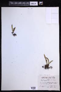 Lepisorus thunbergianus image