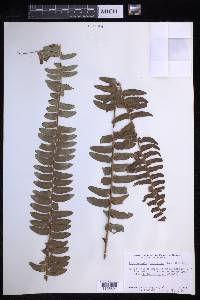 Nephrolepis exaltata image