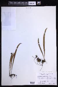 Lepisorus thunbergianus image