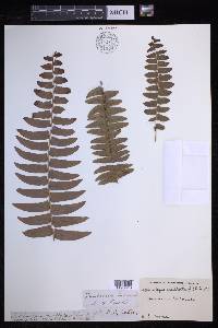 Nephrolepis exaltata image