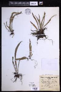Lepisorus thunbergianus image