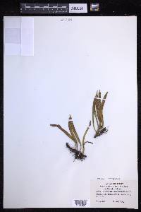 Lepisorus thunbergianus image