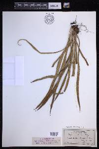 Lepisorus thunbergianus image