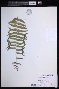 Nephrolepis falcata image