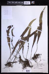Lepisorus thunbergianus image