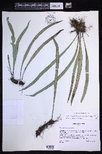 Lepisorus thunbergianus image
