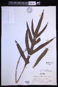 Microsorum grossum image