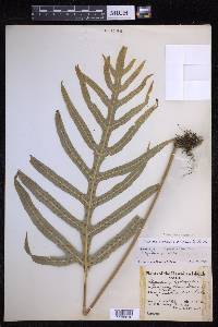 Microsorum grossum image