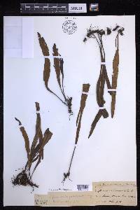 Lepisorus thunbergianus image