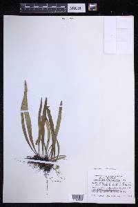 Lepisorus thunbergianus image