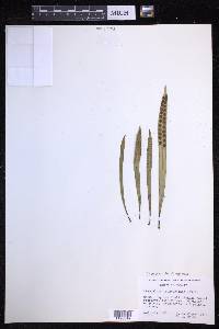 Lepisorus thunbergianus image