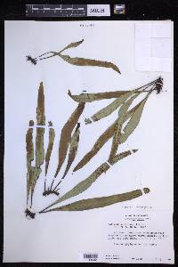Lepisorus thunbergianus image