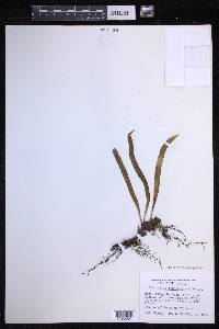 Lepisorus thunbergianus image