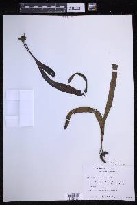Lepisorus thunbergianus image