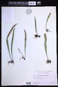 Lepisorus thunbergianus image