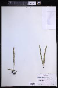 Lepisorus thunbergianus image