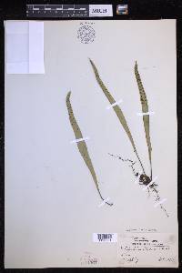 Lepisorus thunbergianus image