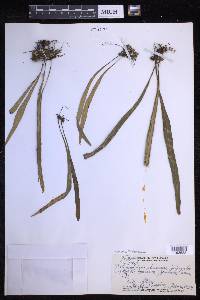 Lepisorus thunbergianus image