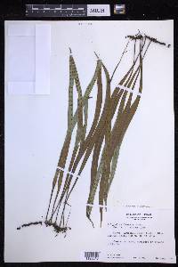 Lepisorus thunbergianus image