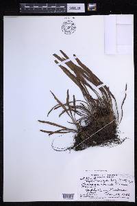 Lepisorus thunbergianus image