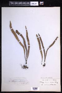 Lepisorus thunbergianus image