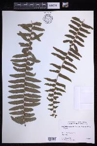 Nephrolepis exaltata subsp. hawaiiensis image