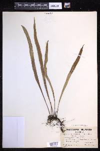 Lepisorus thunbergianus image