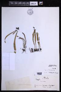 Lepisorus thunbergianus image
