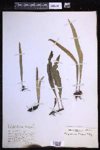 Lepisorus thunbergianus image