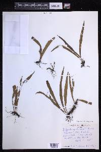 Lepisorus thunbergianus image