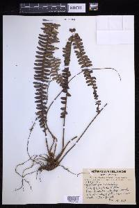 Nephrolepis cordifolia image