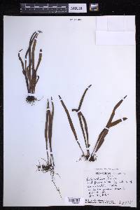 Lepisorus thunbergianus image