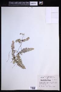 Nephrolepis exaltata image