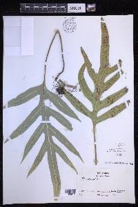 Microsorum grossum image