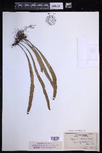 Lepisorus thunbergianus image