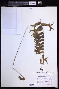 Nephrolepis falcata image