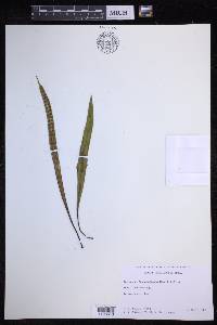 Lepisorus thunbergianus image