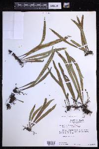 Lepisorus thunbergianus image