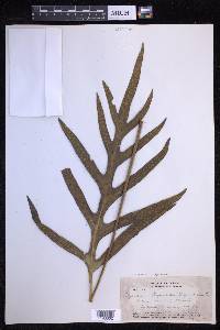 Microsorum grossum image